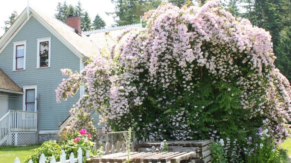 Plants at the farm in full bloom