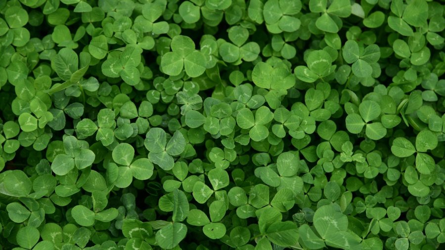 clover