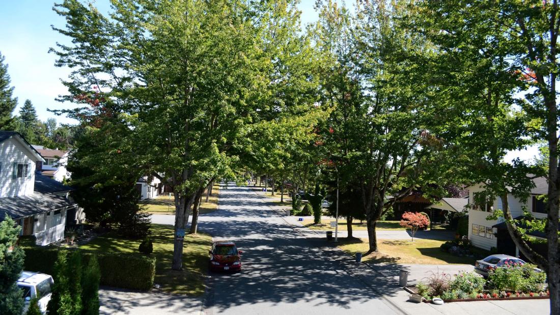 Tall trees align a city boulevard 