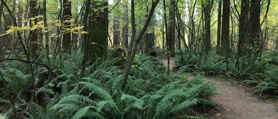 Surrey Nature Centre loop trail at Green Timbers Park