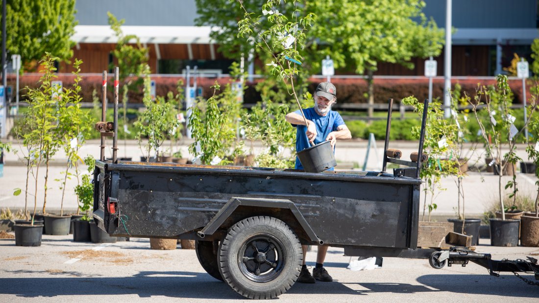 A surrey resident loads trees into their trailer at the tree sale
