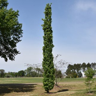 Narrow columnar tree with green foliage
