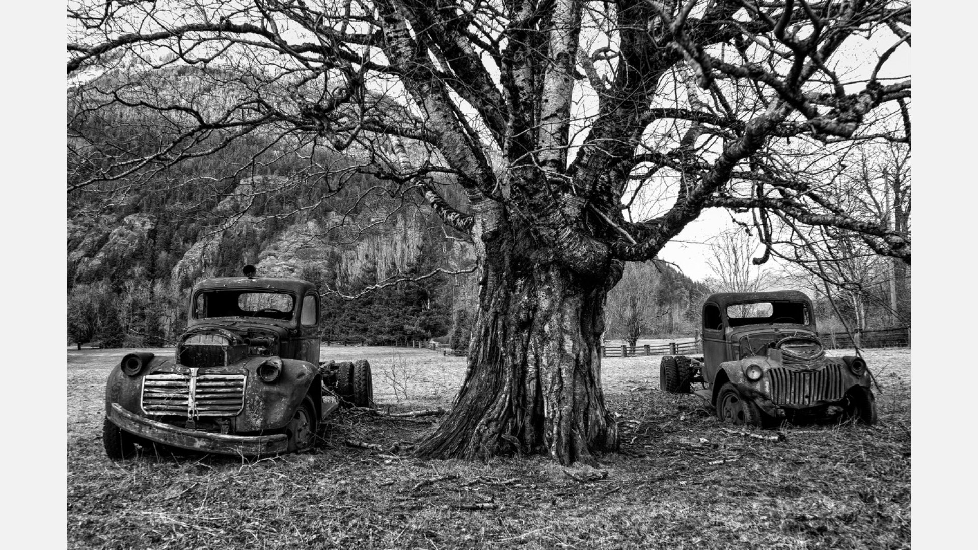 Black and white image of two rusty, beat-up cars on either side of a large tree in a grassy field with a fence to the right and a large hill in the background.