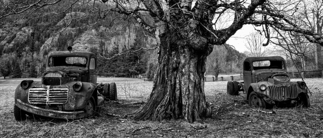 Black and white image of two rusty, beat-up cars on either side of a large tree in a grassy field with a fence to the right and a large hill in the background.