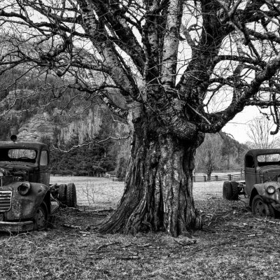 Black and white image of two rusty, beat-up cars on either side of a large tree in a grassy field with a fence to the right and a large hill in the background.
