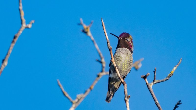 A male hummingbird perched on a tree in front of a deep blue sky.
