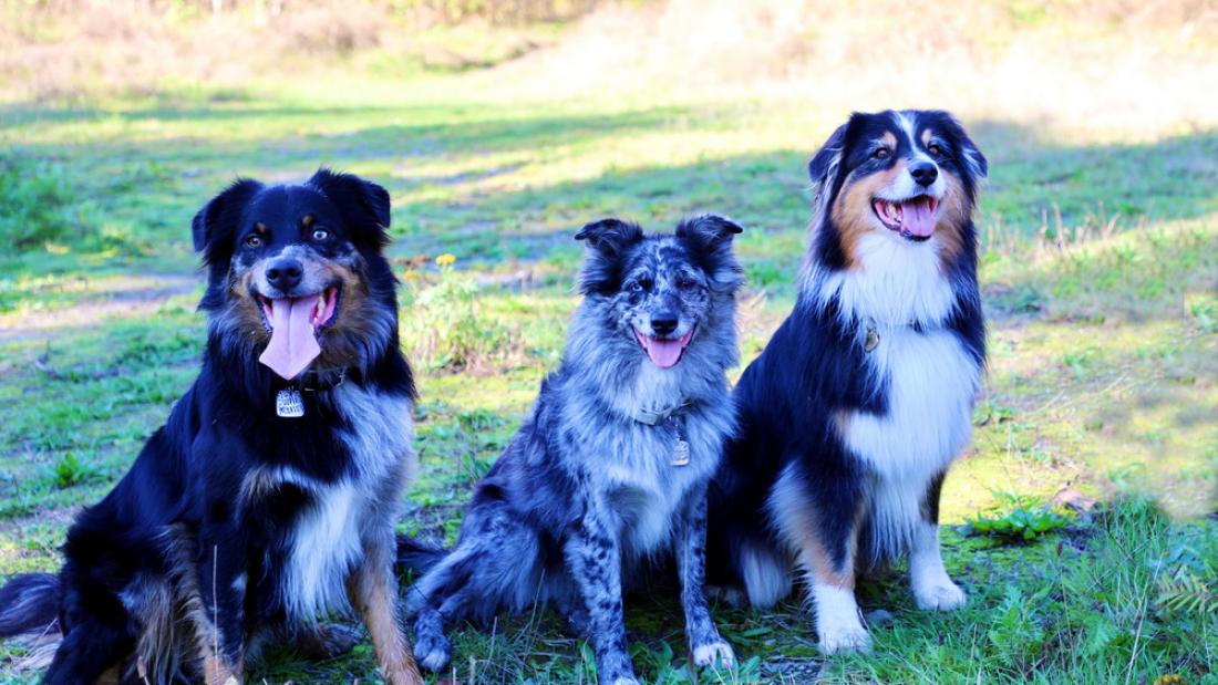 Three dogs sitting on grass