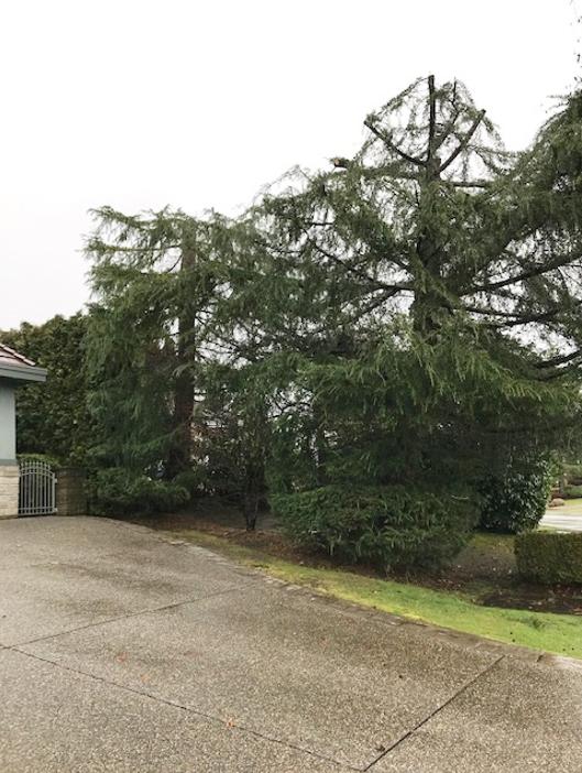 Topped Trees