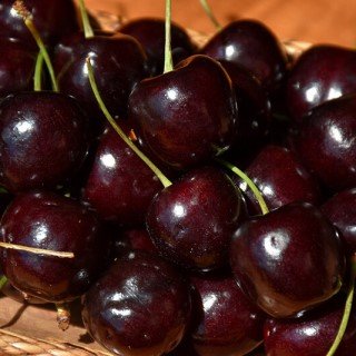 A close-up of Compact Stella cherries, showing dark red fruit with a shiny surface.