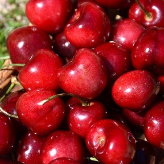 A basket filled with ripe, glossy red Sweetheart cherries.