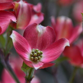 A close-up of a Red Pygmy dogwood flower with deep pink petals and a green center.