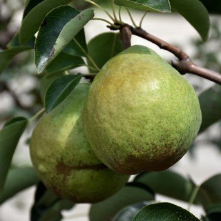 A close-up of two Bartlett pears hanging from a tree branch.