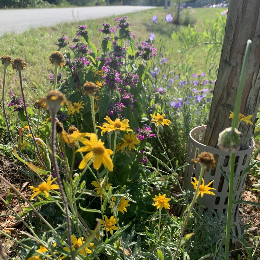 A tree well garden with yellow daisies, purple wildflowers, and pink blossoms among green foliage.