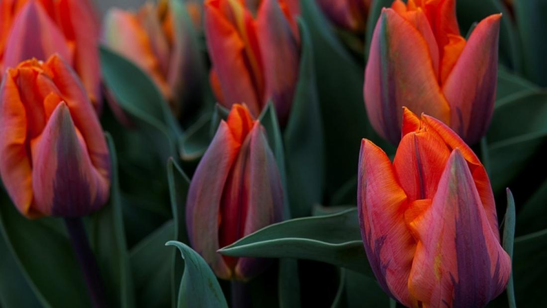 Red tulips close up