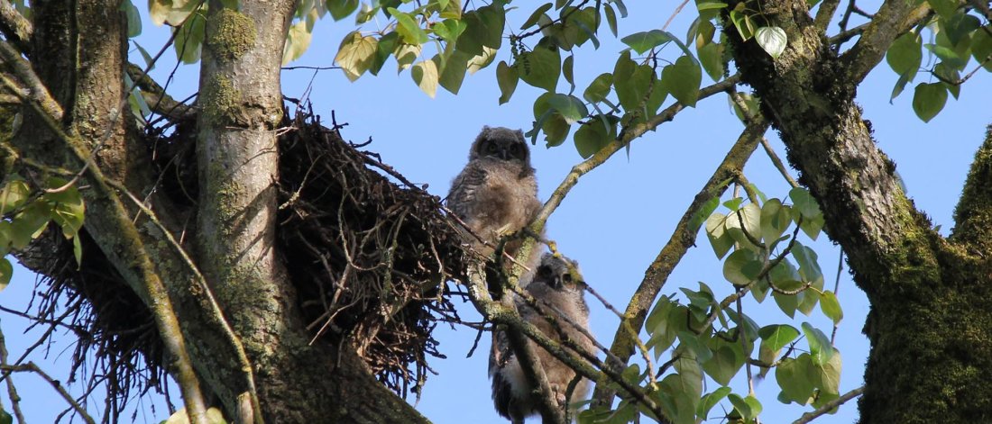 Two baby owls in a tree at SARC