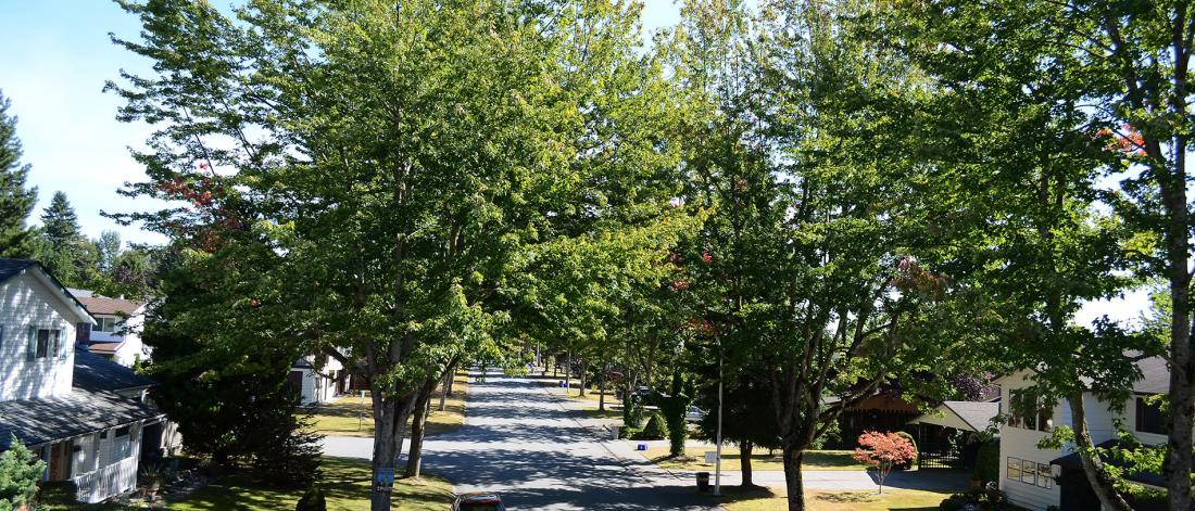 Trees lining a street in a residential neighbourhood
