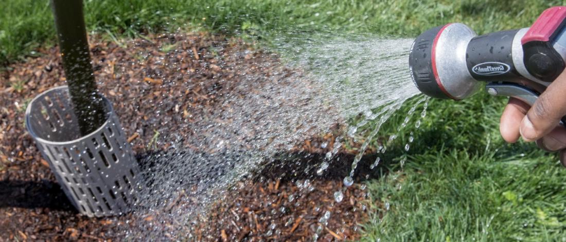 Man watering a tree with a hose
