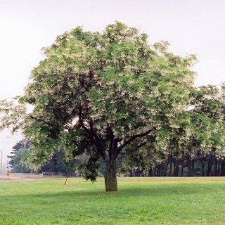 Medium shade tree in bloom
