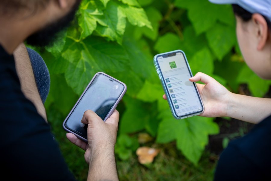Youth using iNaturalist webpage