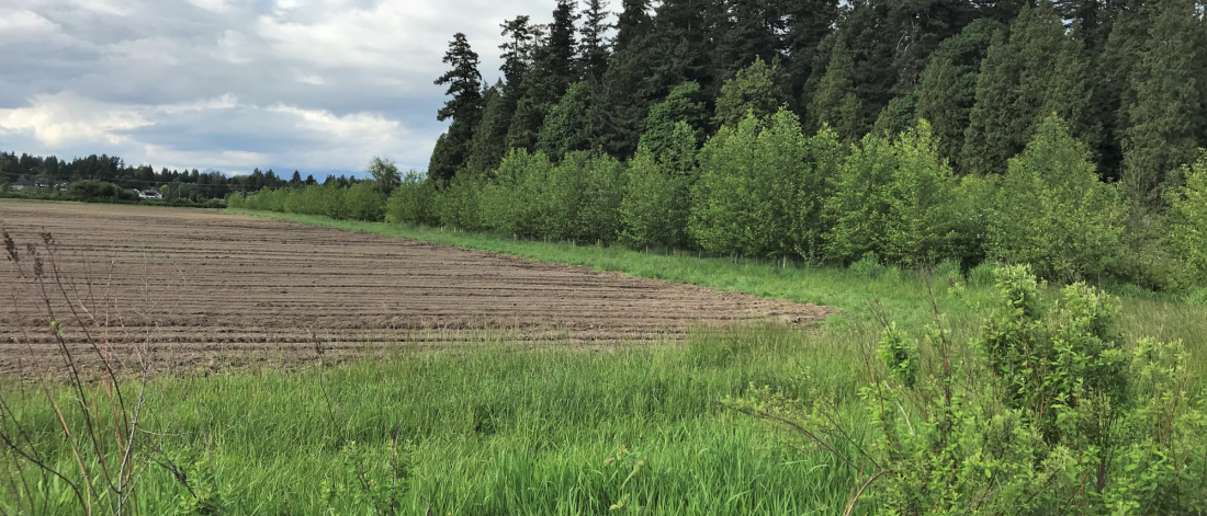 a field and a forest