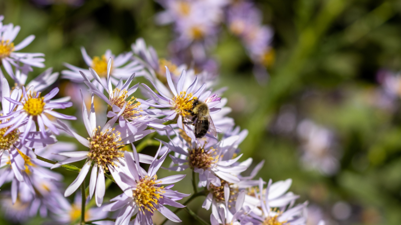 a bee on a pink flower