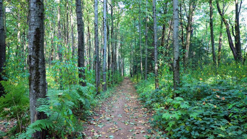 A dirt trail going through the woods.