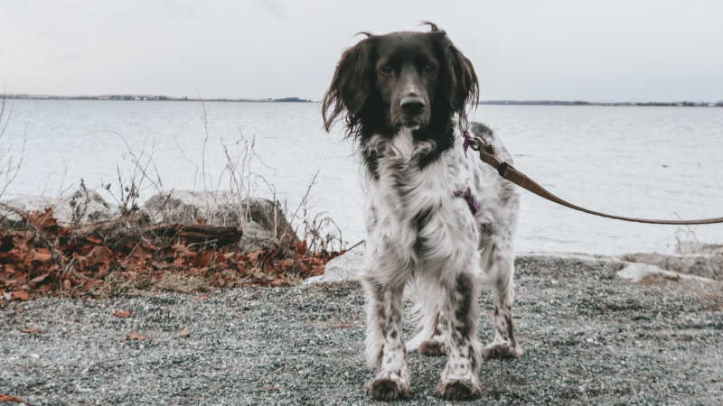 dog on path with water behind it