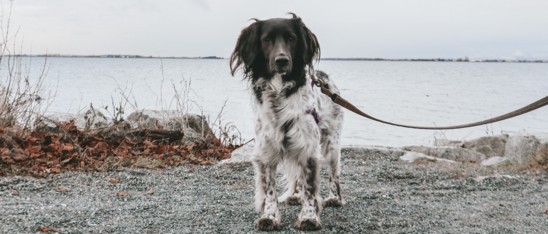dog on path with water behind it
