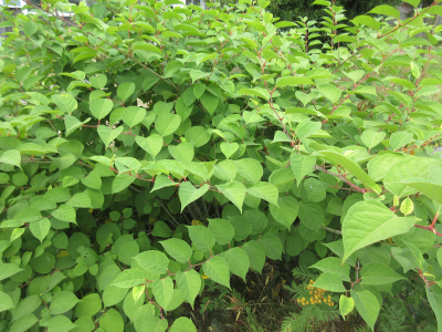 Japanese knotweed plant.