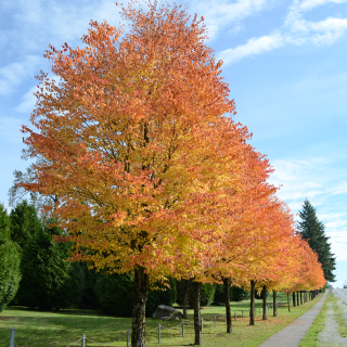 Row of street trees with yellow to orange foliage in the fall