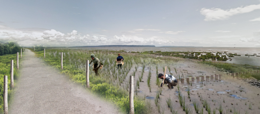 Marsh is being planted and sediment is being add to create living dyke