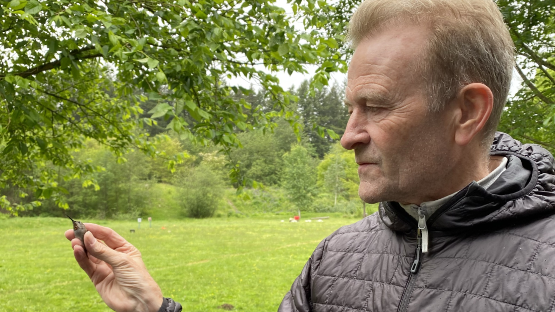 May 24, Hummingbird Banding, Surrey Nature Centre