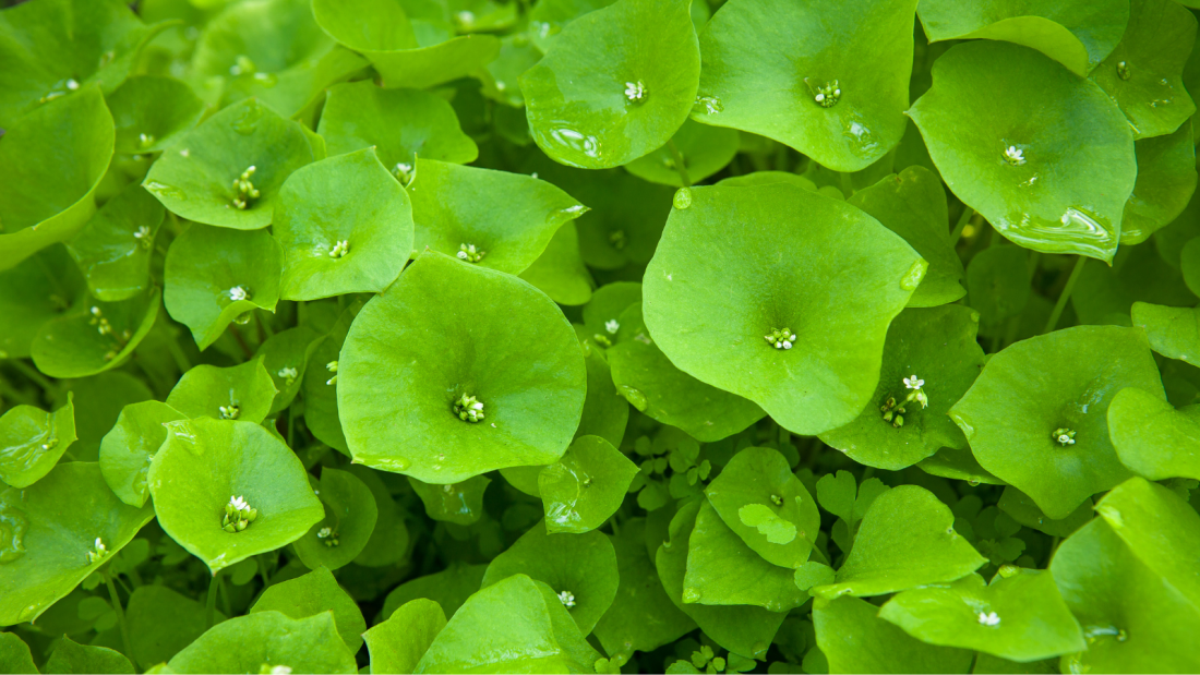 Miner's lettuce plant.