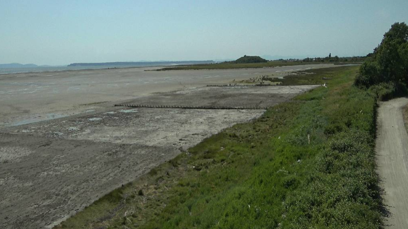 picture of living dyke in mud bay