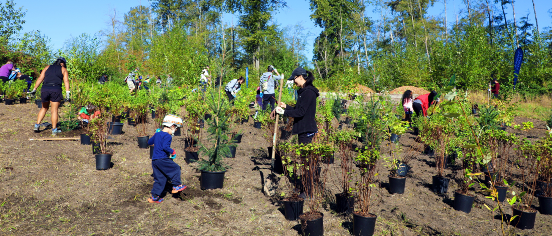 People planting shrubs in a park.