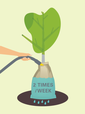 Illustration of a person filling up a watering bag on a tree.